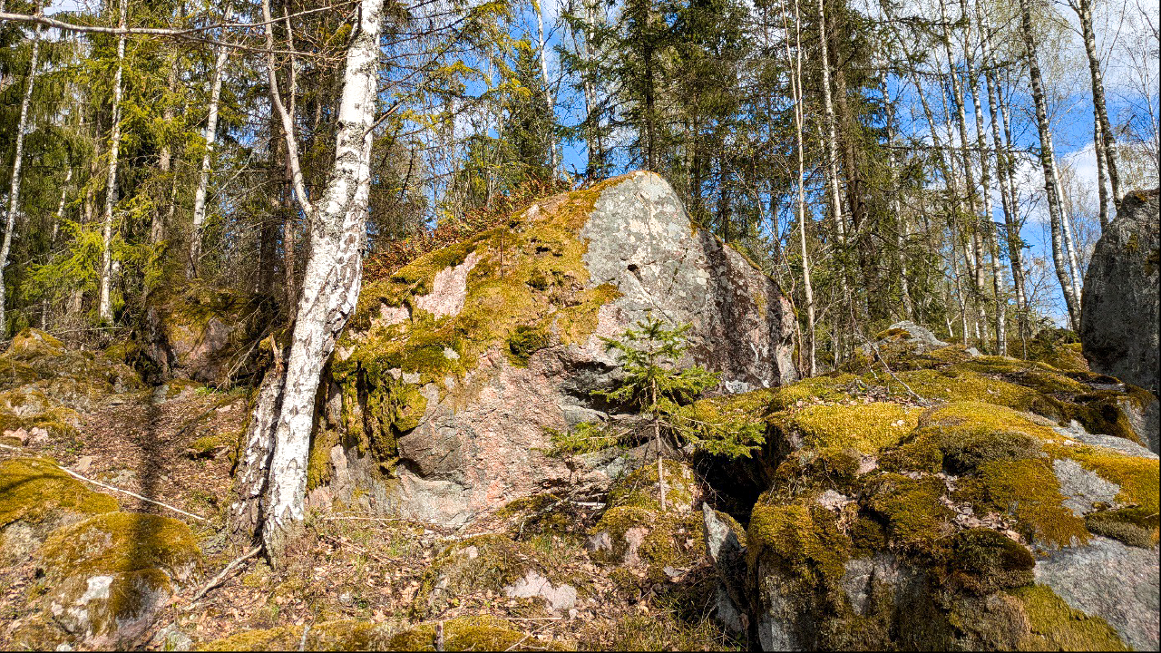 Stora mossklädda stenblock i en skog, omgivna av granar och björkar i dagsljus med blå himmel mellan träden. Foto.