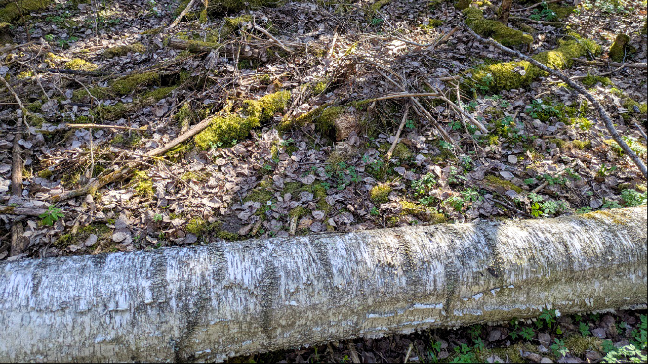 Skogsmark med torra löv, mossa och nedfallna grenar, med en liggande björkstam i förgrunden. Foto.