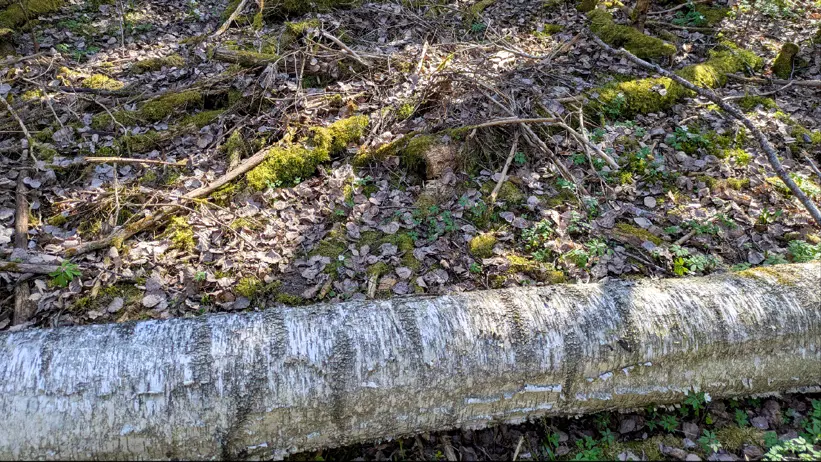Skogsmark med torra löv, mossa och nedfallna grenar, med en liggande björkstam i förgrunden. Foto.