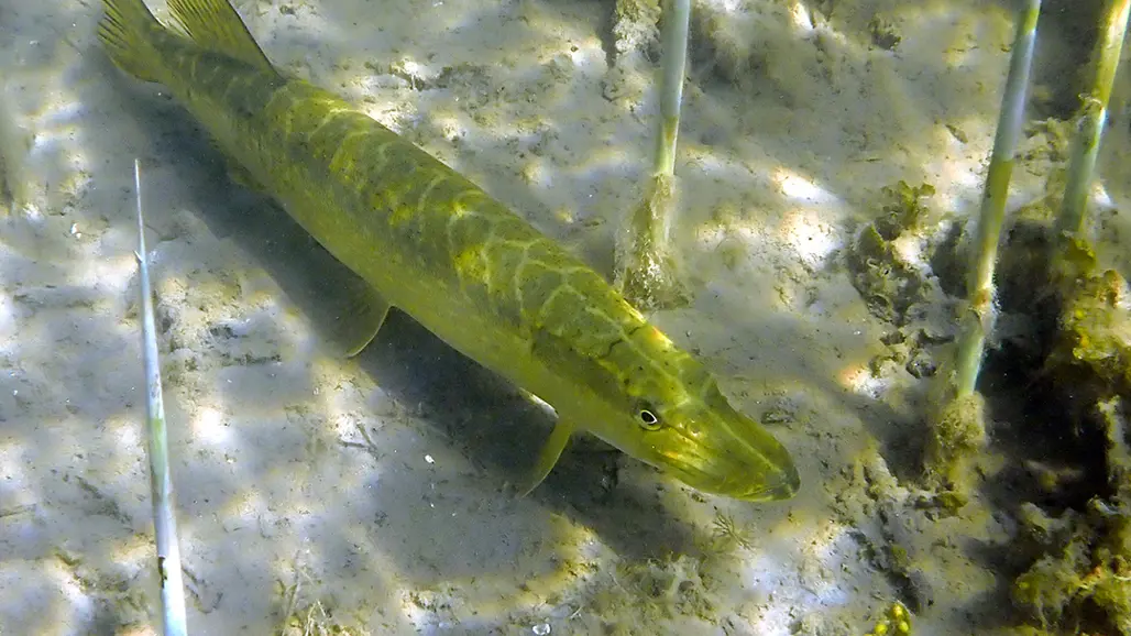 a pike