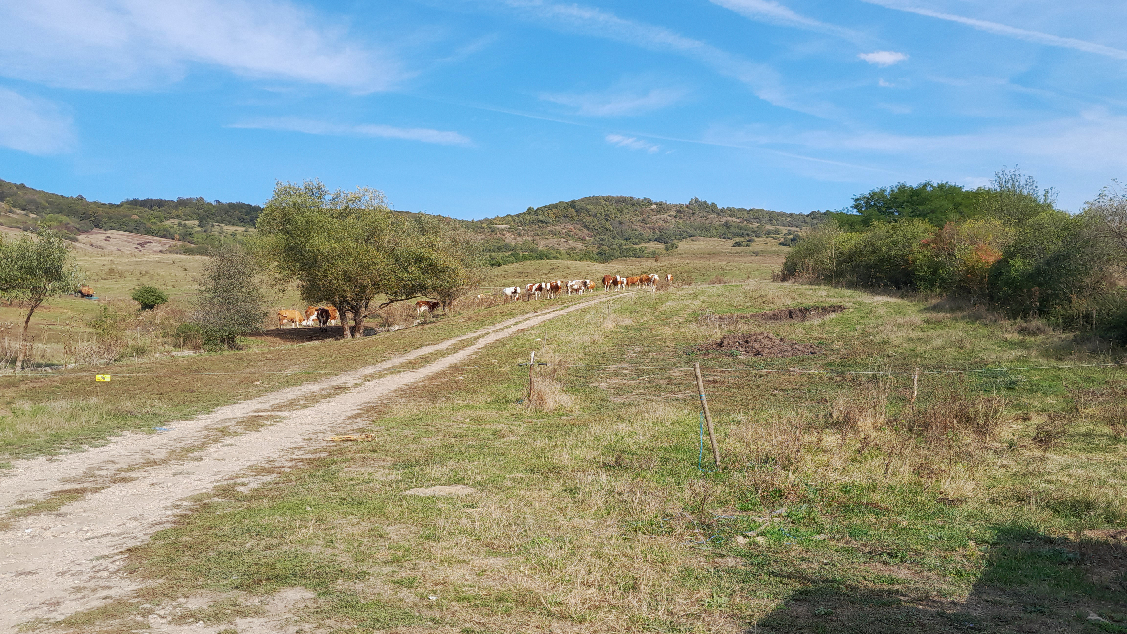En solig dag med en grusväg som löper genom landskapet med gräs, träd och buskar. På avstånd ses brun och vit nötboskap som betar. Foto.