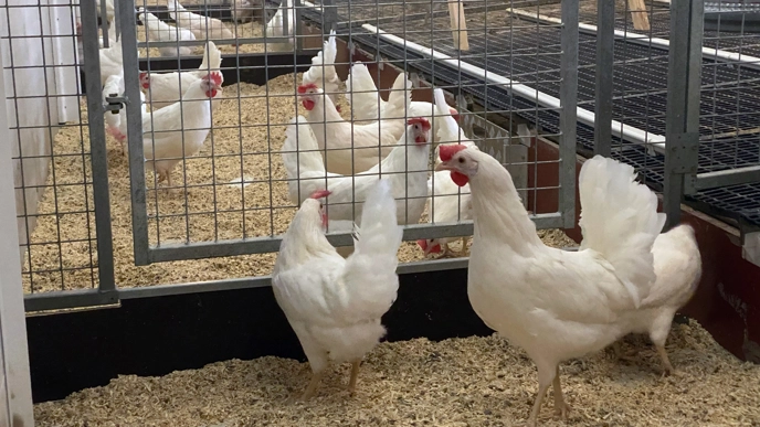 Many white hens in the stable. Photo Marie Liljeholm.