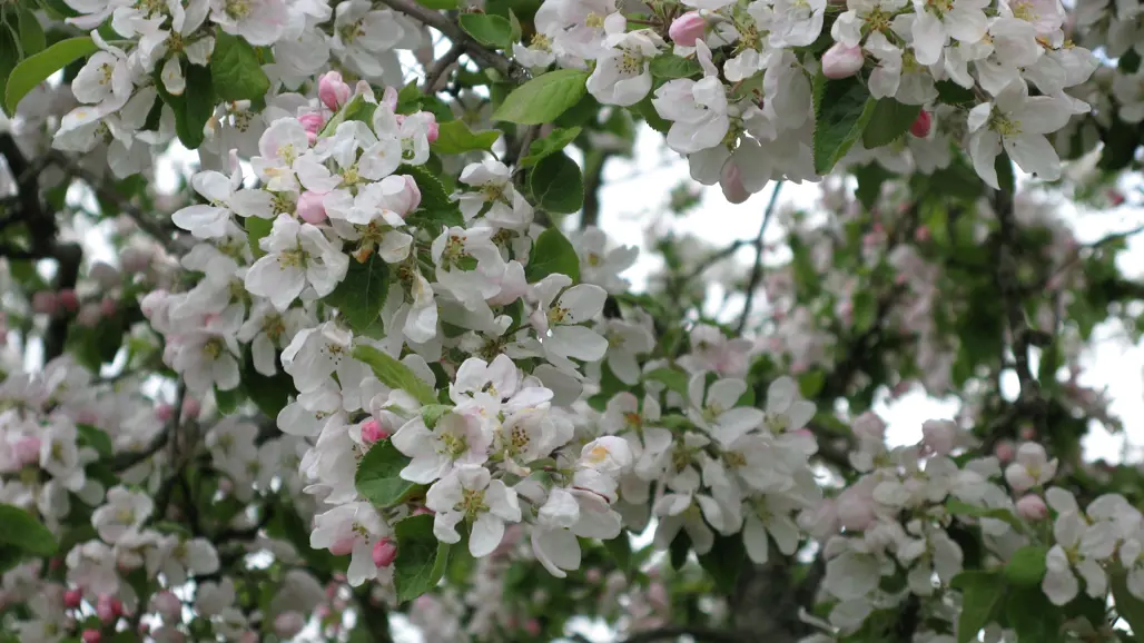 Närbild av blommande äppelträd.