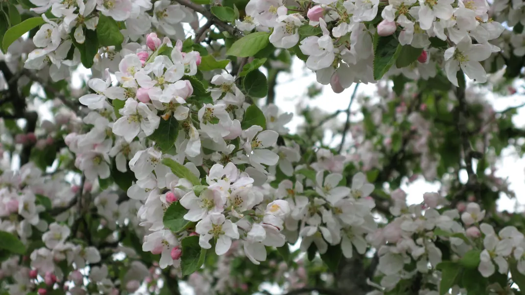 Närbild av blommande äppelträd.