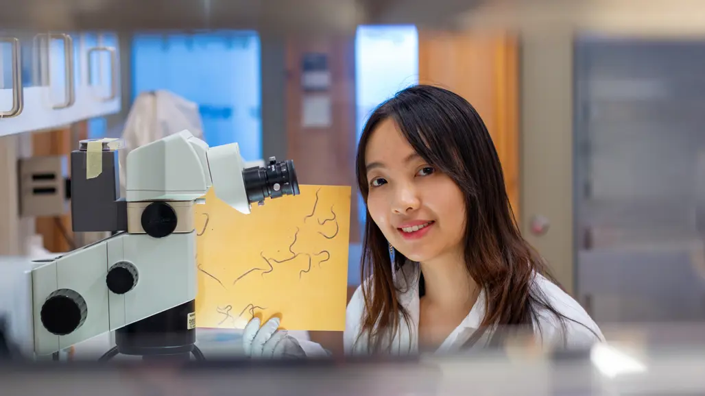 Photo of a woman (Nanxing Liu, SLU) sitting in the lab by a microscope.