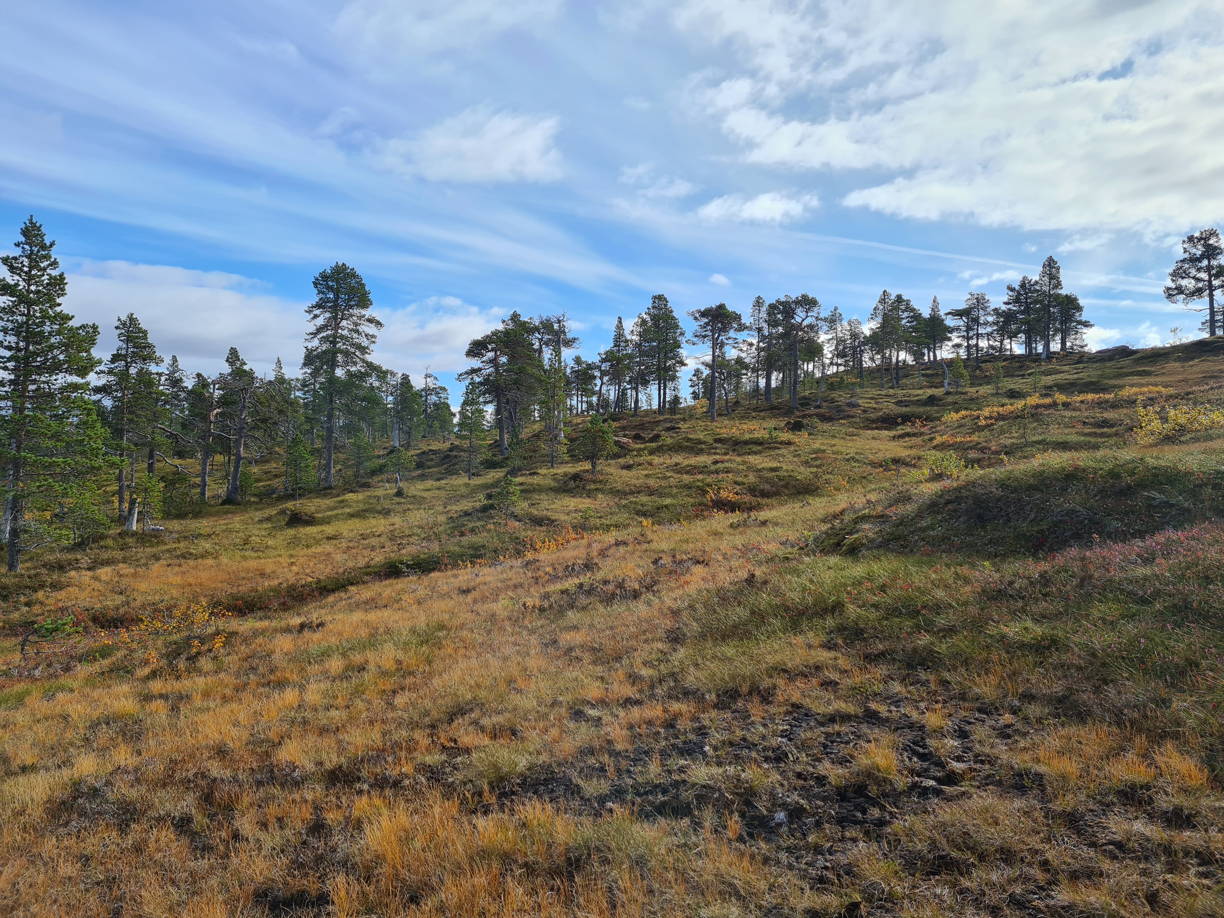 Bild på öppen myr med skog i bakgrunden. Foto