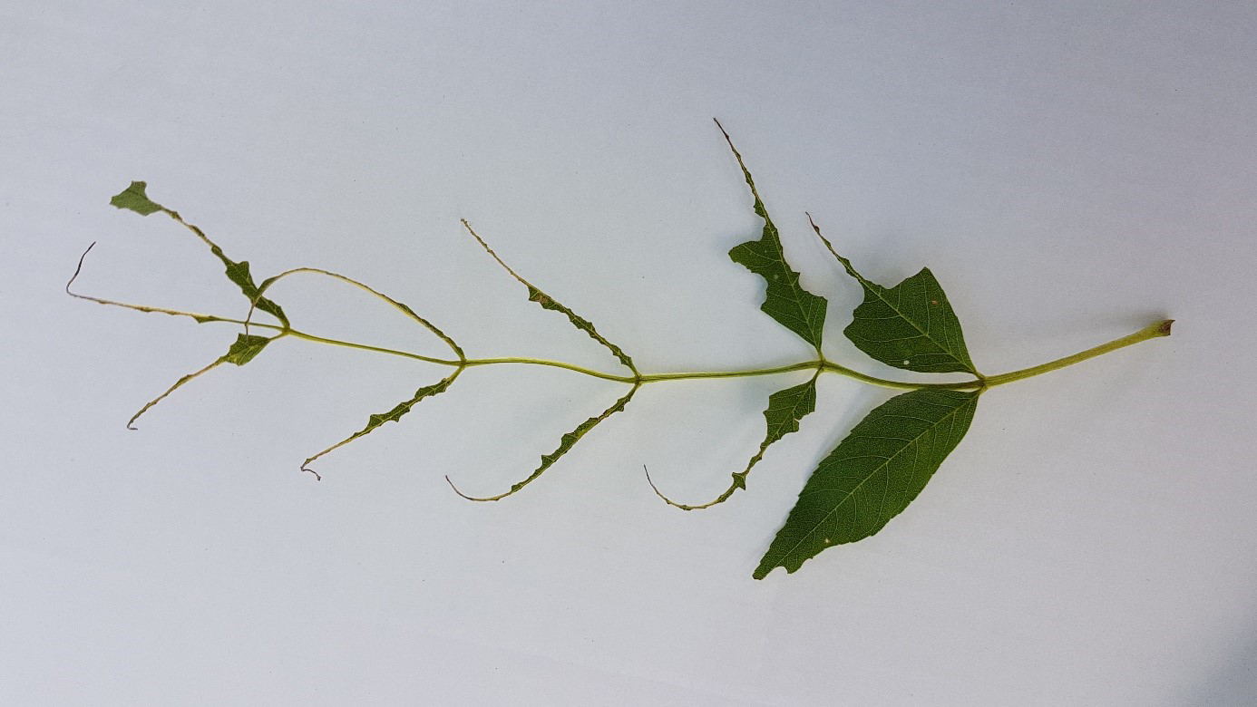 Blad med kraftigt sönderätna bladskivor där främst nerverna återstår.