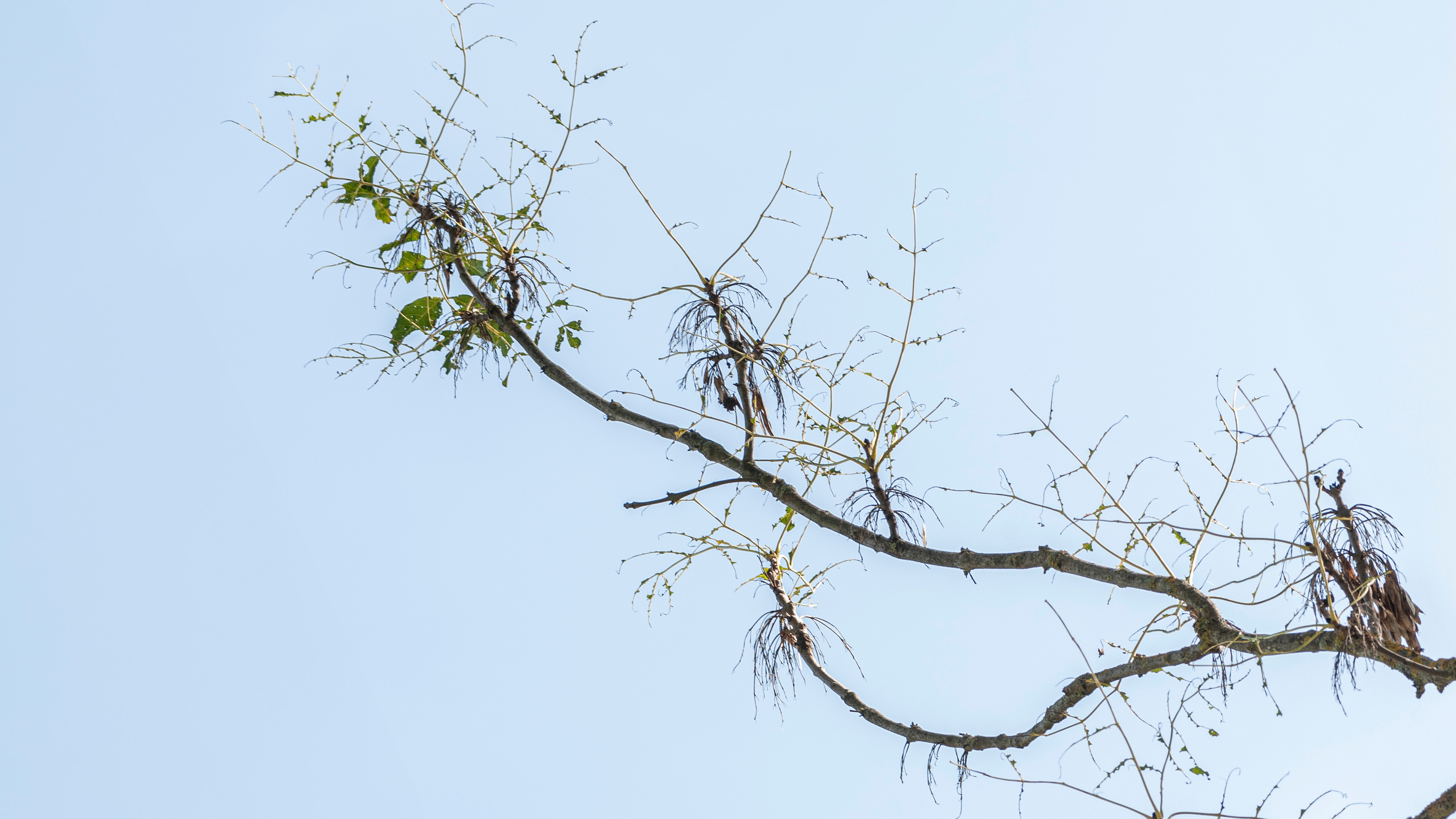 Döda blad hänger kvar i knippen på en gren med gles bladmassa mot en ljus himmel.