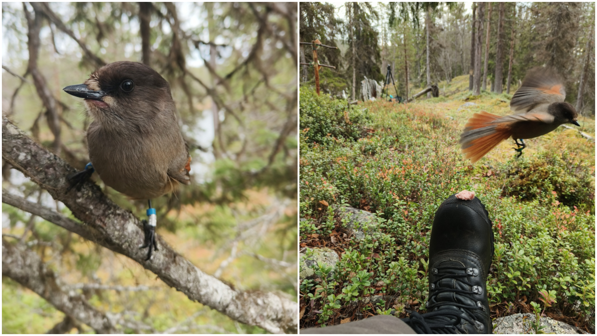 Kollage med två bilder av fåglar i svensk natur.