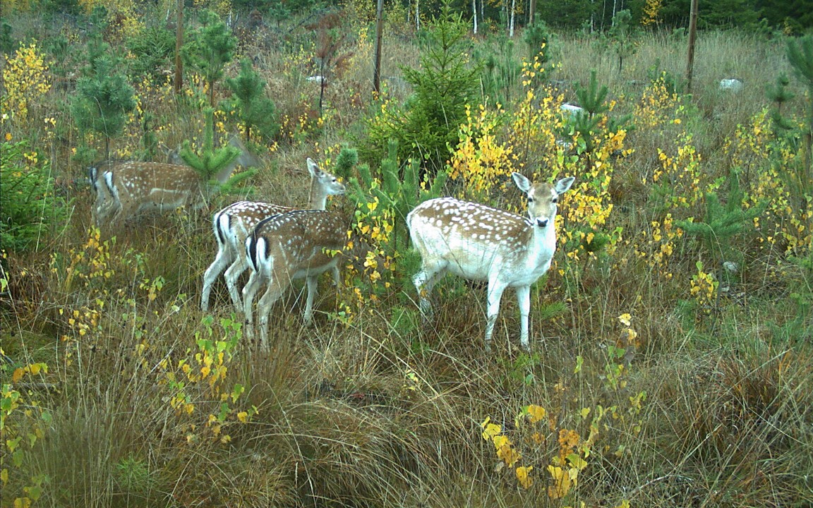The photo shows fallow deer grazing and browsing in a young stand