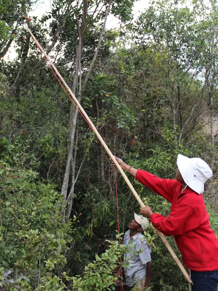 A person in a red jacket and white hat uses a long pole to reach a tall tree in a dense forest, observed by another person.