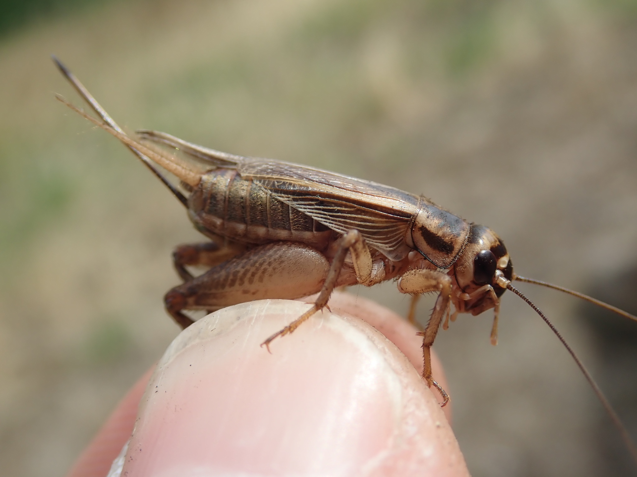 A cricket on a finger.