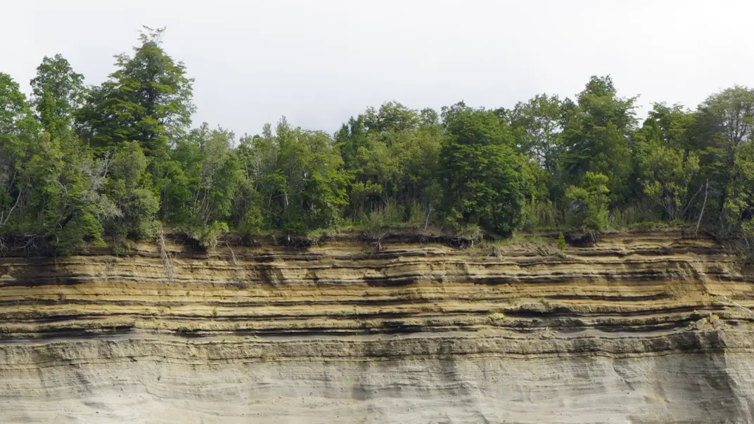Forest soil on sediment