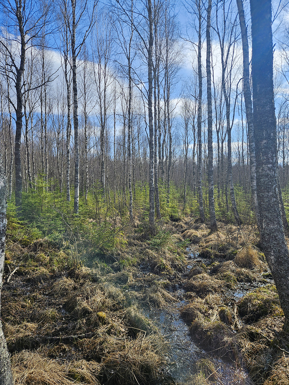 Lövskog med höga, smala björkar utan löv och ljusblå himmel med moln. I förgrunden syns blöt mark med gräs, mossa och en smal rännil av vatten som slingrar sig genom terrängen, samt små gröna granplantor utspridda mellan träden. Foto.