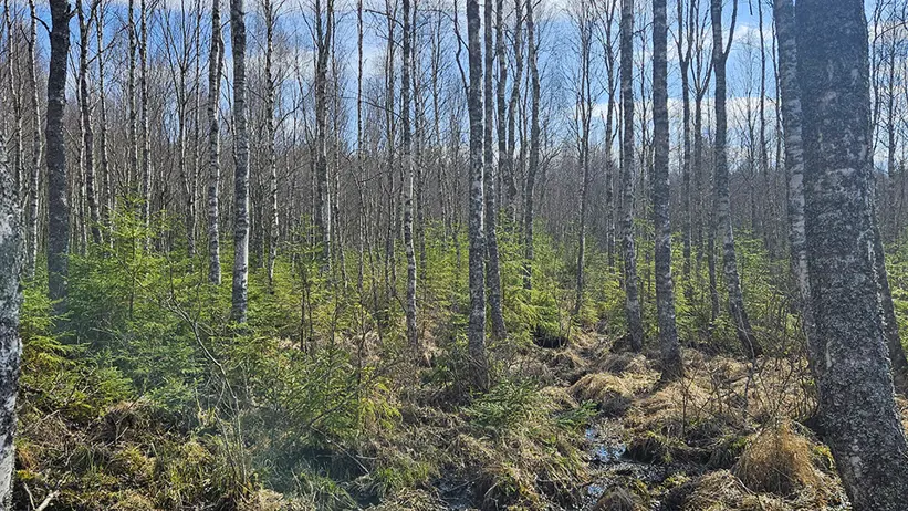 Lövskog med höga, smala björkar utan löv och ljusblå himmel med moln. I förgrunden syns blöt mark med gräs, mossa och en smal rännil av vatten som slingrar sig genom terrängen, samt små gröna granplantor utspridda mellan träden. Foto.