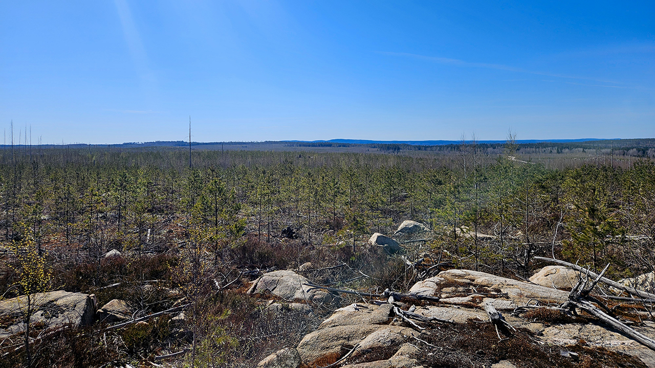 Vidsträckt öppet landskap med unga tallplantor, klipphällar och nedfallna grenar i förgrunden, med skog och låga kullar i fjärran under en klar blå himmel. Foto.