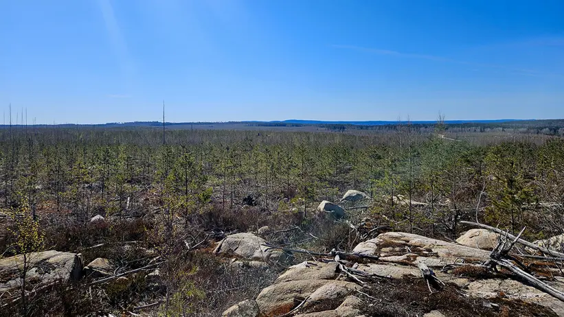 Vidsträckt öppet landskap med unga tallplantor, klipphällar och nedfallna grenar i förgrunden, med skog och låga kullar i fjärran under en klar blå himmel. Foto.