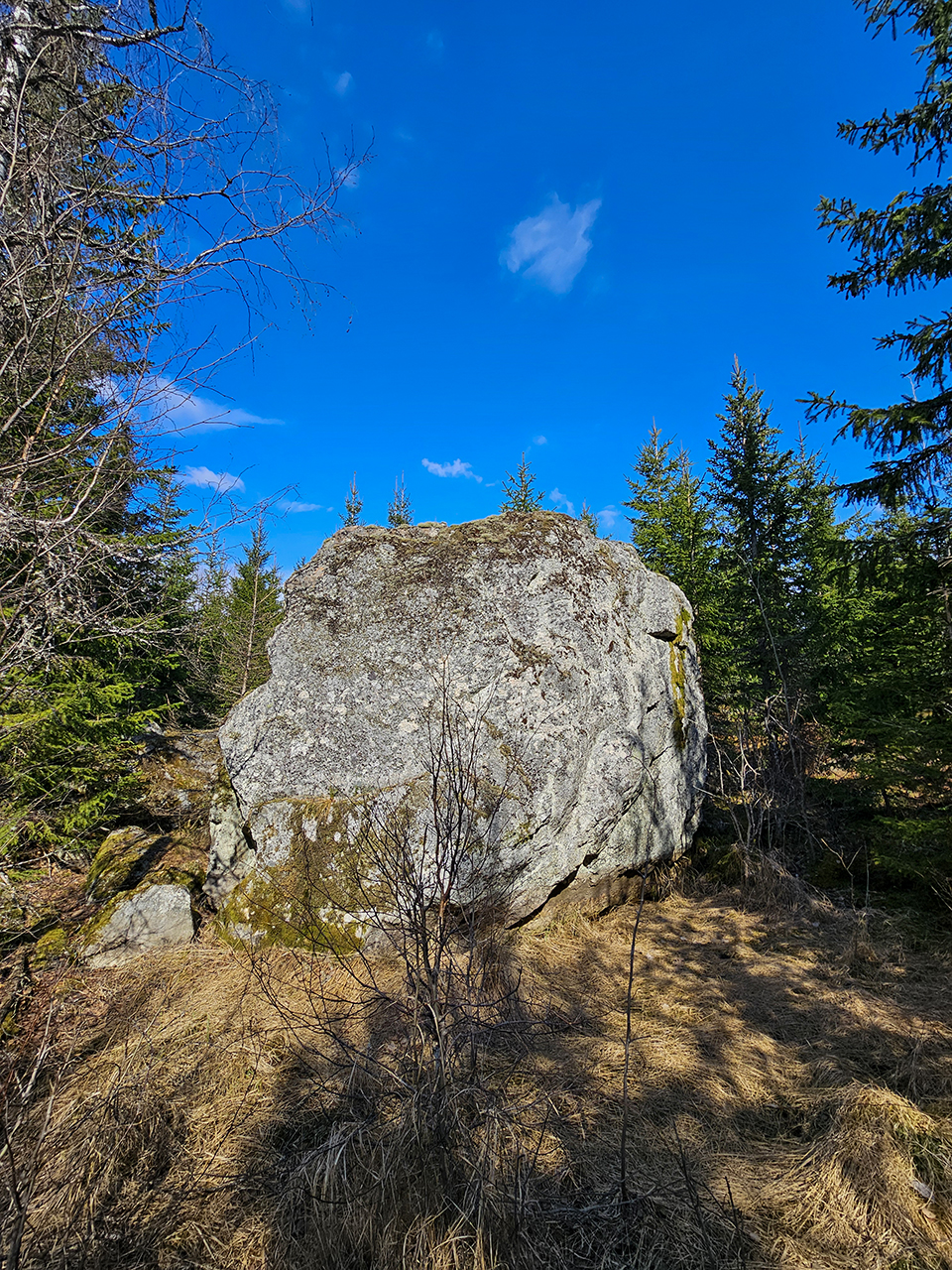 Vidsträckt öppet landskap med unga tallplantor, klipphällar och nedfallna grenar i förgrunden, med skog och låga kullar i fjärran under en klar blå himmel. Foto.