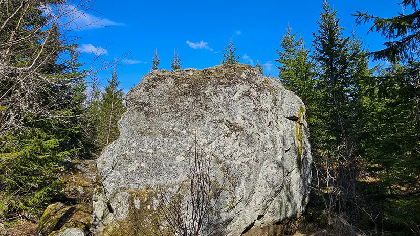 Vidsträckt öppet landskap med unga tallplantor, klipphällar och nedfallna grenar i förgrunden, med skog och låga kullar i fjärran under en klar blå himmel. Foto.