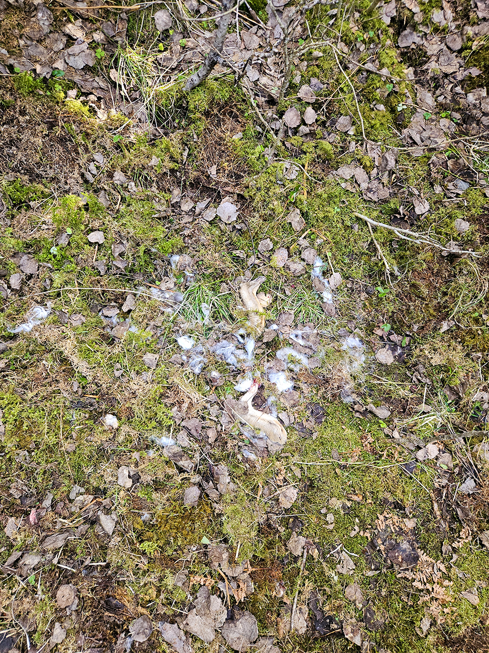 Skogsmark täckt av grön mossa, torra löv och kvistar, med en samling små vita och ljusgrå fjädrar utspridda på marken i mitten av bilden. Foto.