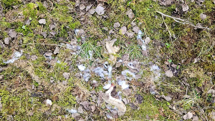 Skogsmark täckt av grön mossa, torra löv och kvistar, med en samling små vita och ljusgrå fjädrar utspridda på marken i mitten av bilden. Foto.