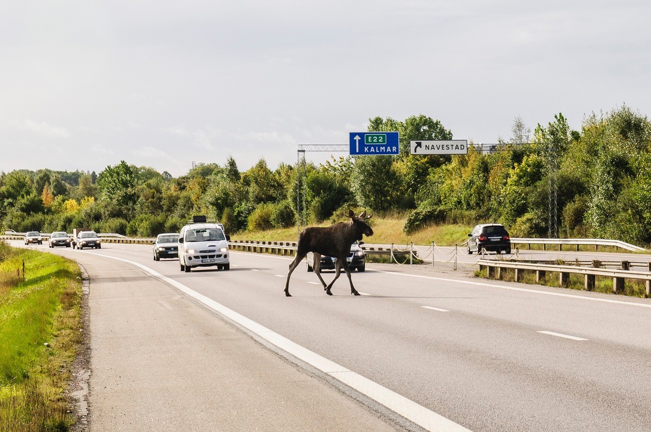 Älg på väg.