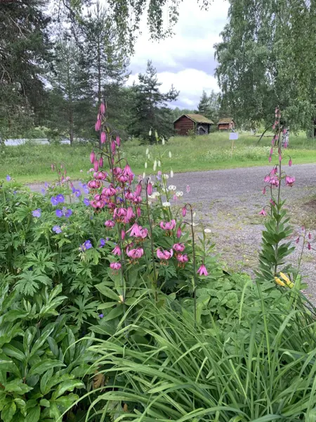 I förgrunden syns frodiga perenner i en rabatt. Pioner och krolliljor är några av arterna. I bakgrunden syns en grusväg och små grå trähus.