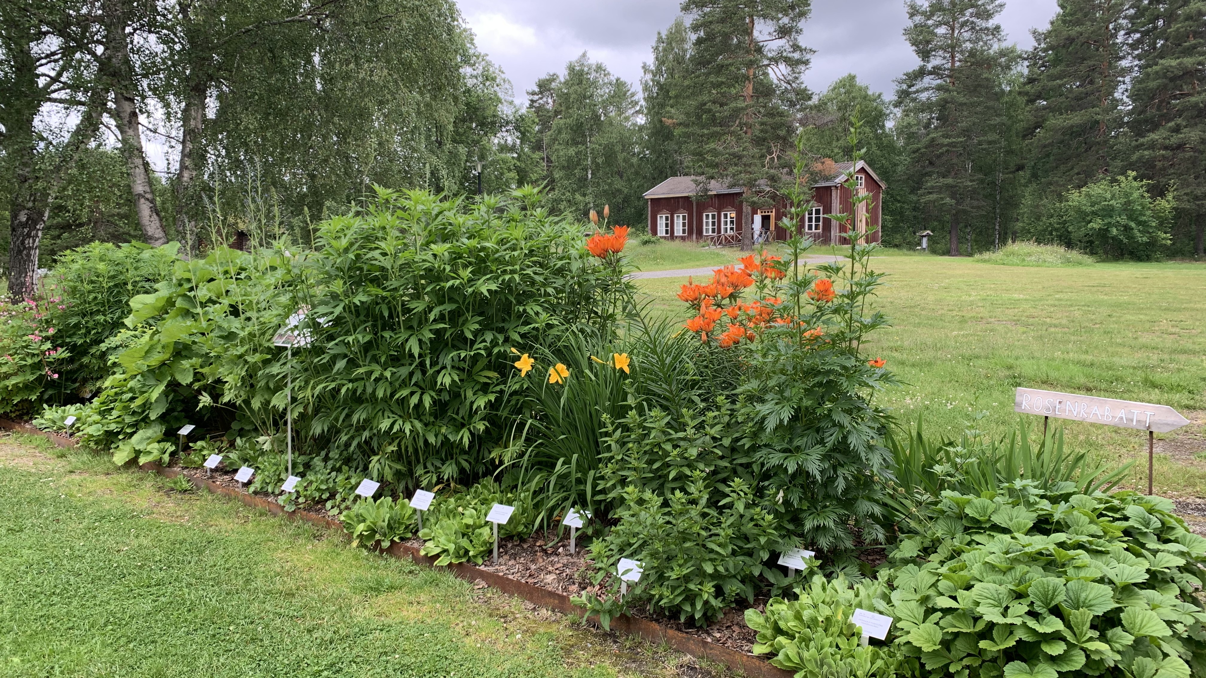 Vy från klonarkivet. I förgrunden syns en avlång rabatt, fylld av perenner. I bakgrunden syns ett äldre rödmålat hus i trä. 