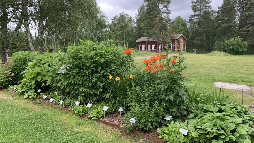 Vy från klonarkivet. I förgrunden syns en avlång rabatt, fylld av perenner. I bakgrunden syns ett äldre rödmålat hus i trä.