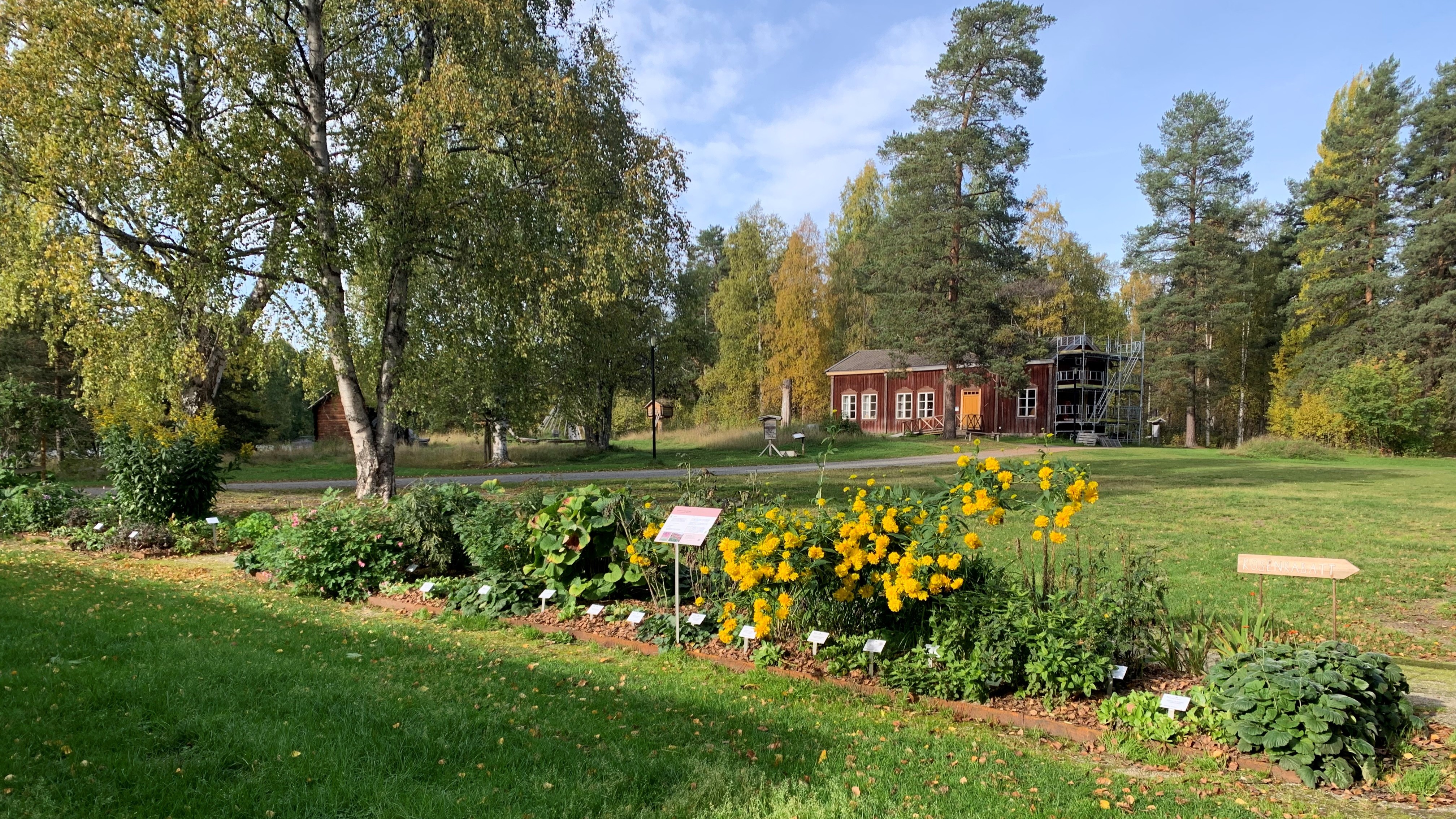 I en rabatt som sträcker sig över en stor gräsplan odlas flera stora perenner. I bakgrunden syns en gammal röd träbyggnad. 
