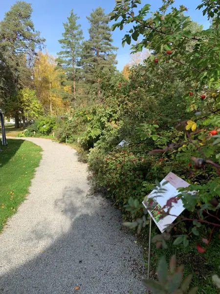 Längs en grusgång växer stora, frodiga rosbuskar.