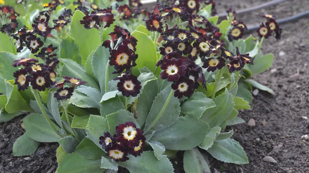 Trädgårdsaurikeln som fått sortnamnet 'Rallaren' har vinröda blommor och grått bladverk.