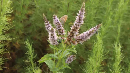 Foto av Grönt kulturarv®s grönmynta 'Fägre'. Fotot visar ennärbild av en blomma som har svagt lilablommande spiror. Några flugor och en fbrun fjäril har stannat till på blommorna. I bakgrunden syns det skira, gröna bladverket från en åbrodd.