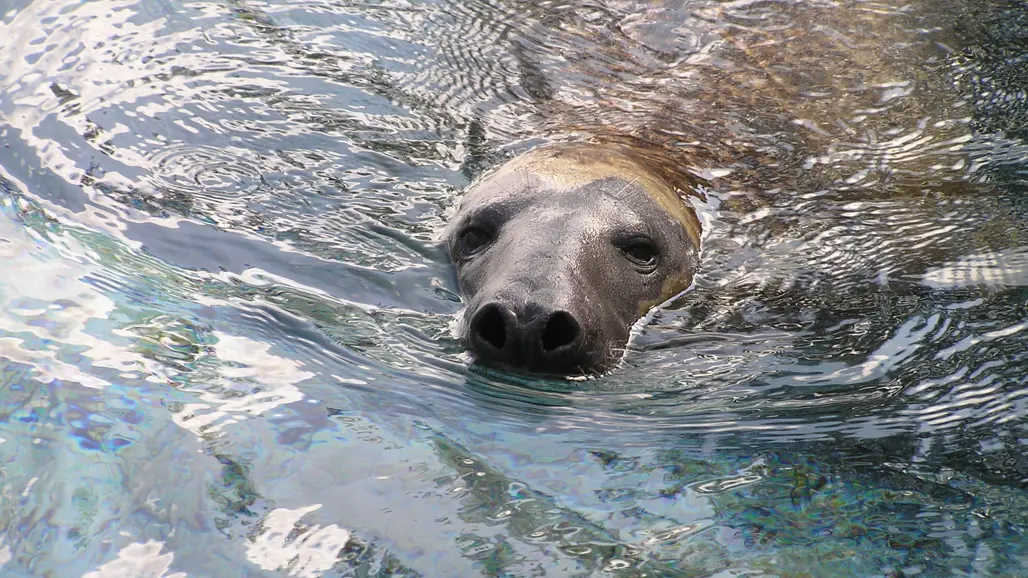 A grey seal that is breaching the ocean surface