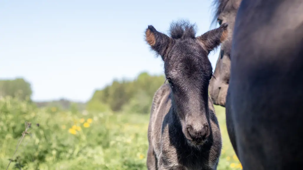 icelandic-horse-foal-with-mare-outside-in-field