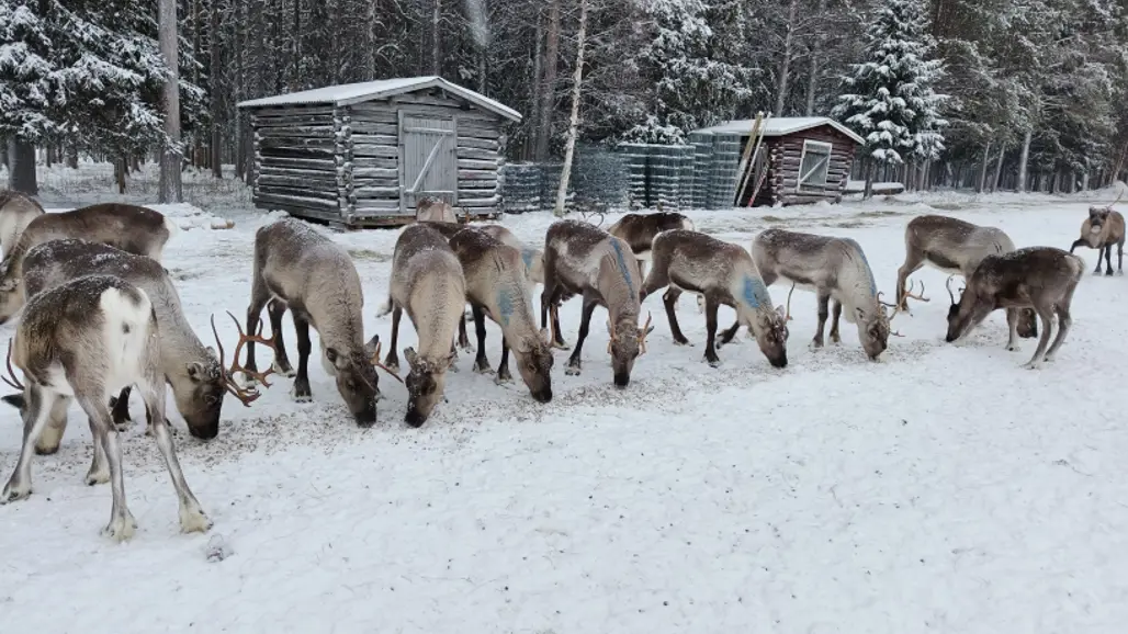 renar-utomhus-i-snö