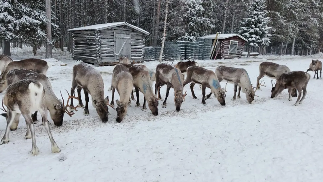 reindeer-outdoors-in-snow