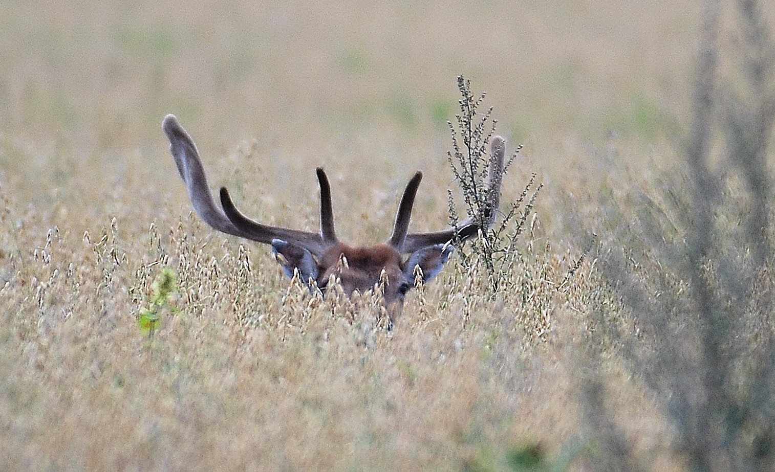 Deer with velvet-covered antlers partly hidden in tall grass.