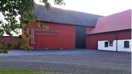 Gårdsplan med röd lada. På ladan står texten "SLU Götala nöt- och lammköttsforskning"