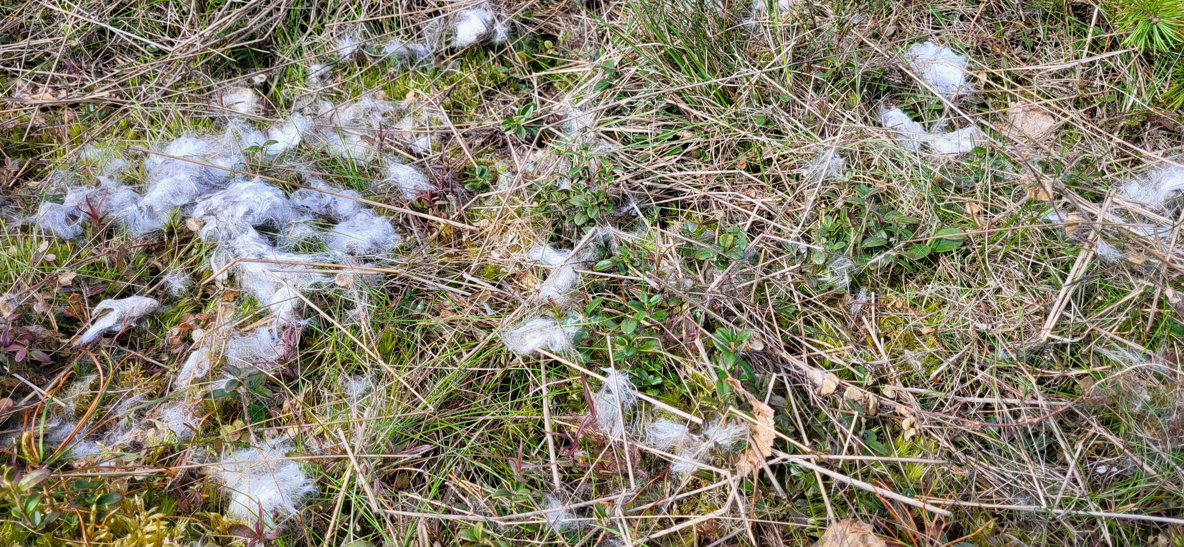 Hår från päls på marken i skogen. Foto