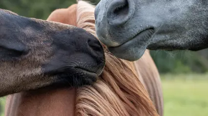 Foto av hästar som nosar på varandra.