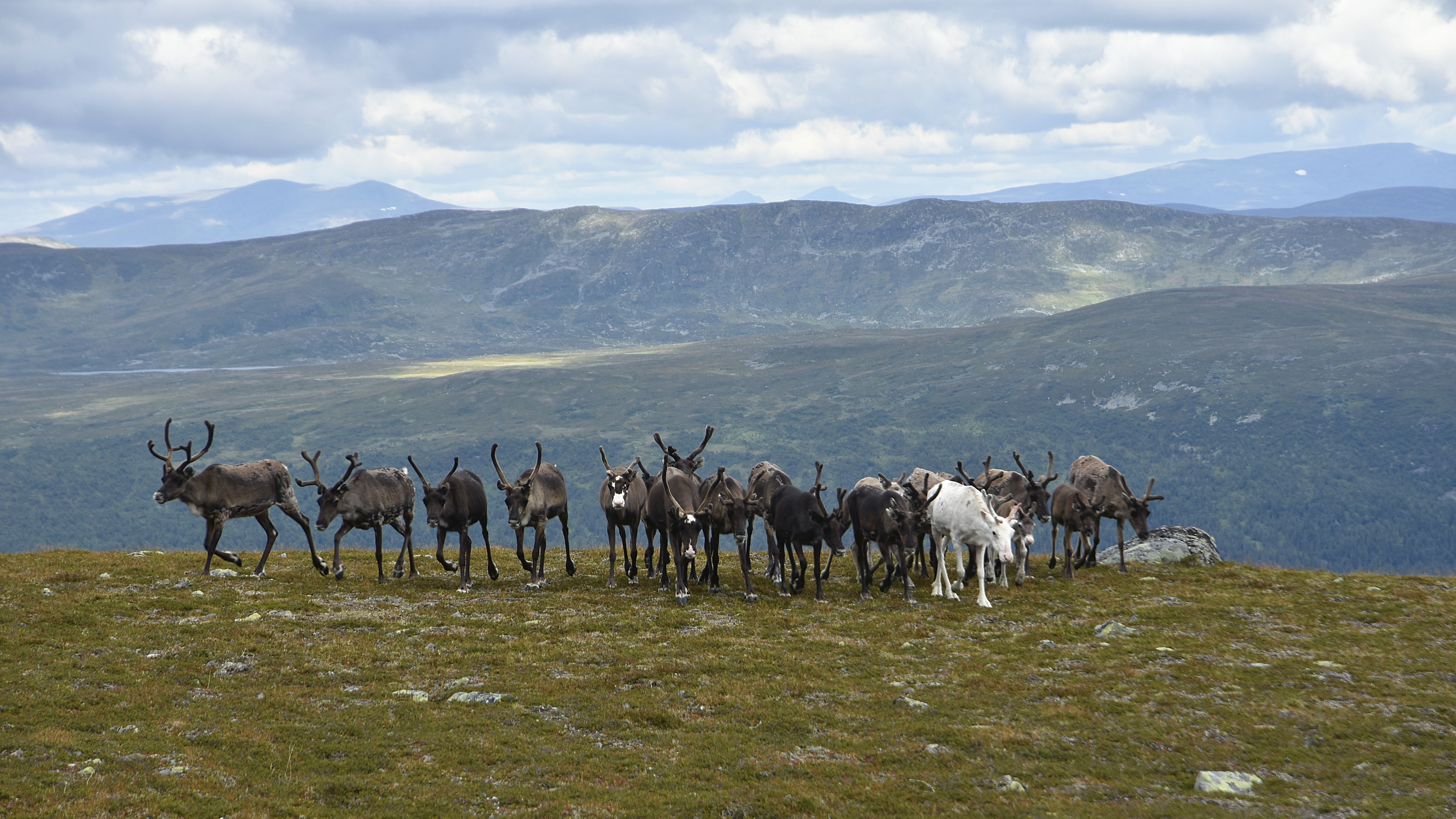Reindeer on a mountain. Photo.