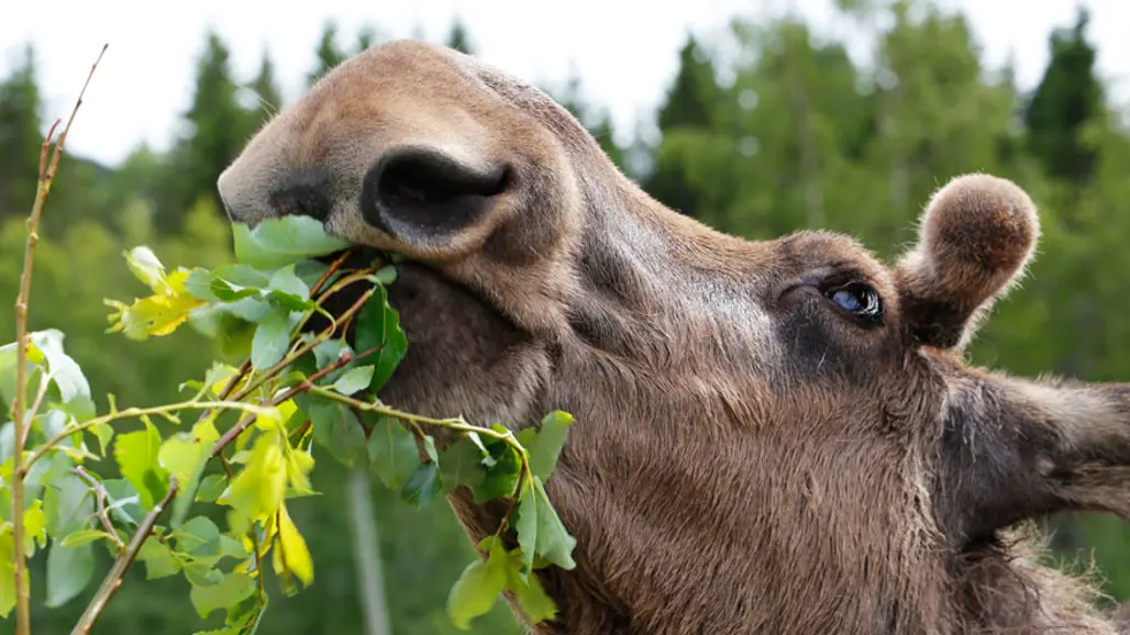 Älg äter gröna blad