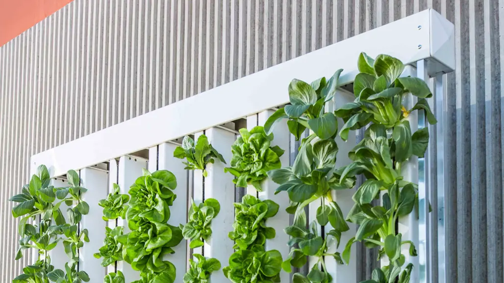 Plants growing in a wall. Photo.