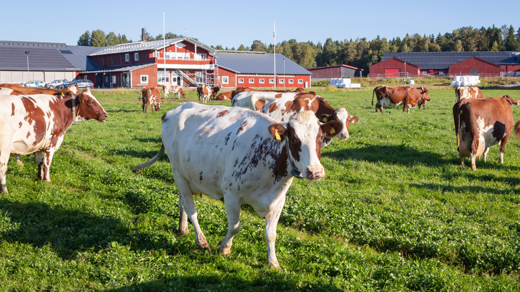 Brown and white cows walking on a lawn.
