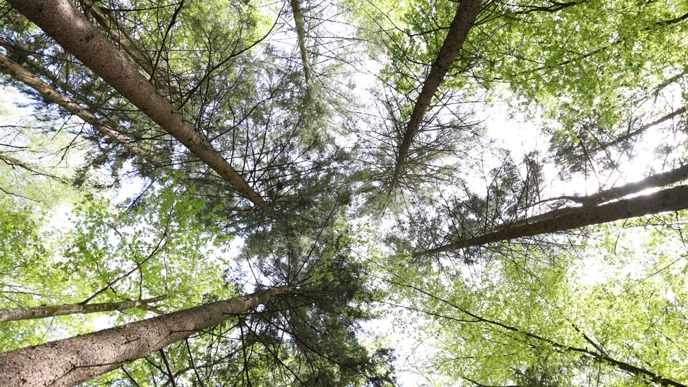 Skog