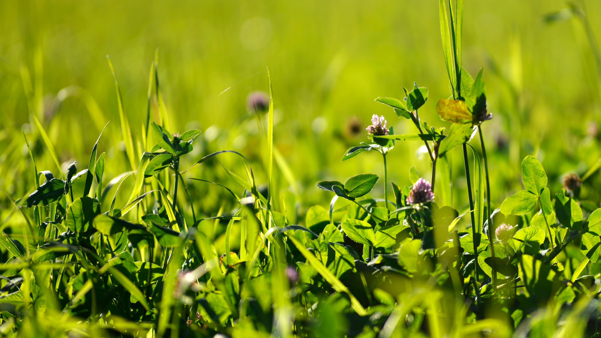 Close-up of meadow with red clover and grass.