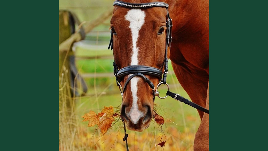 Foto av en fuxfärgad häst med träns som äter höstlöv.