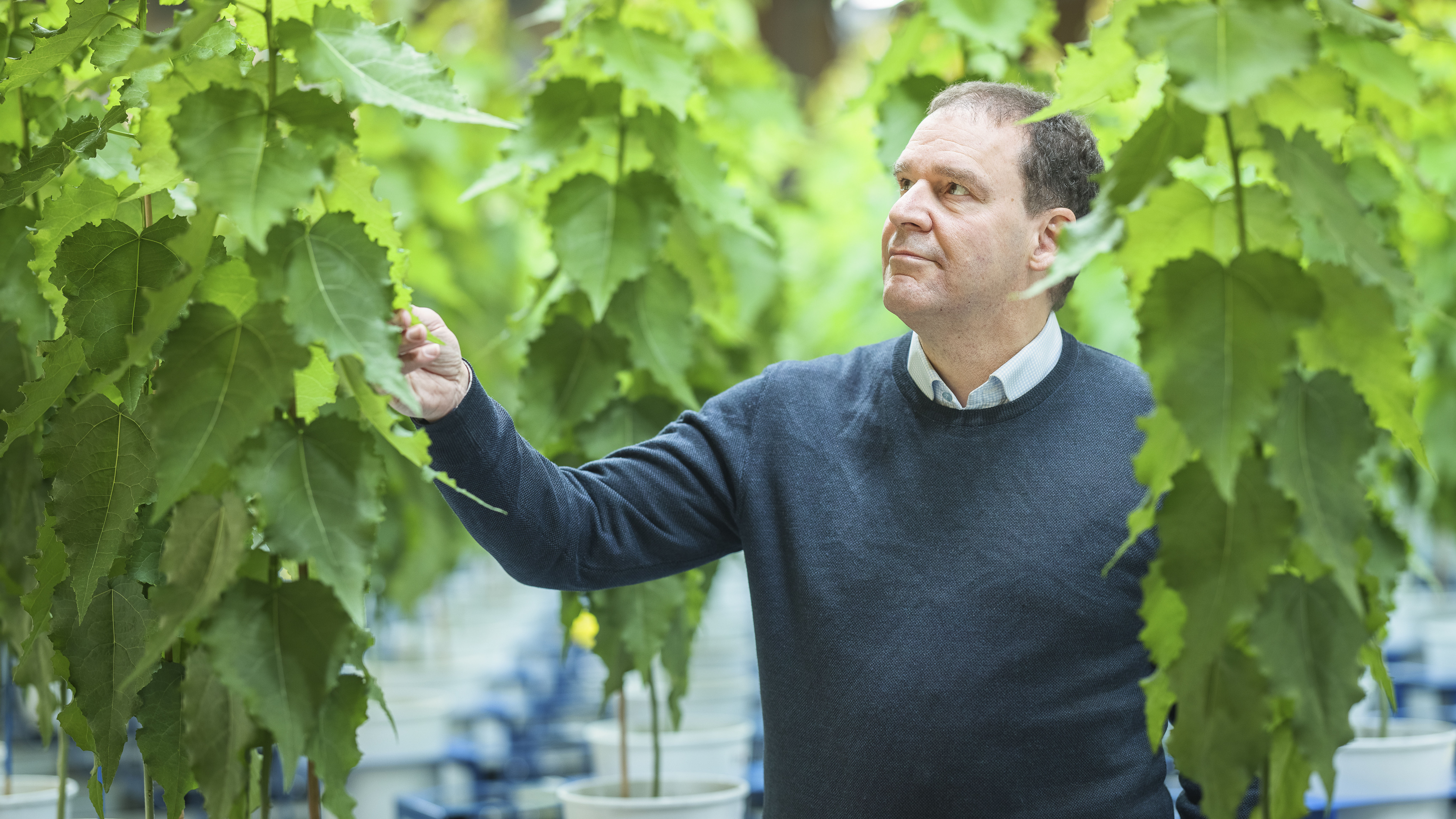 En man i ett växthus omgiven av björkplantor. Foto.