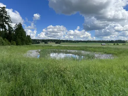 Stormwater pond next to farming areas. Uppsala. Photo by Alberto Celma